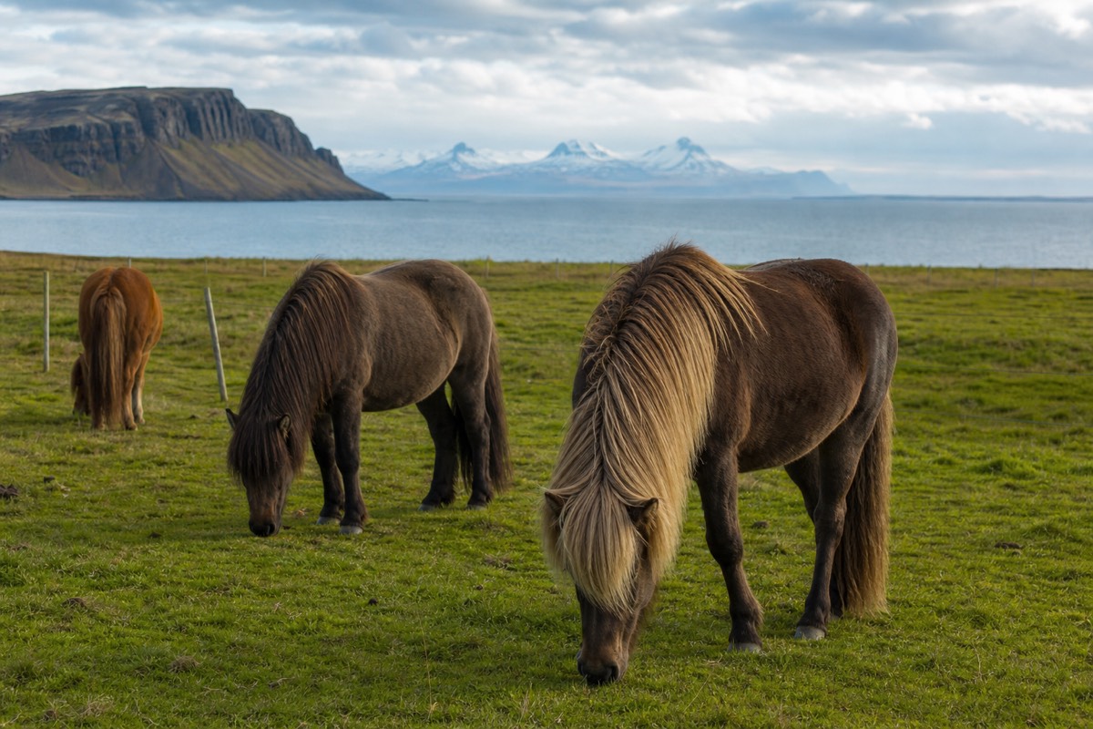 Icelandic horses grazing in a coastal field on a family trip to Iceland