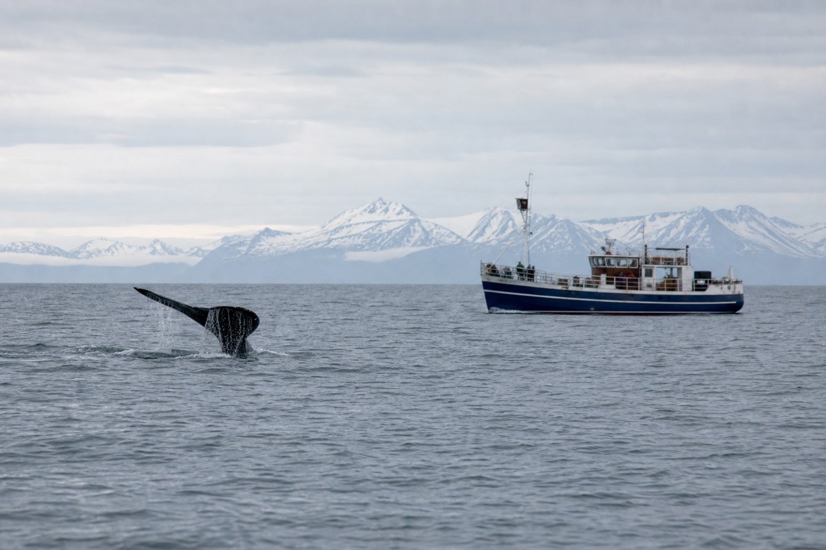 A whale watching boat sailing the Diamond Circle in North Iceland coastline during a summer tour