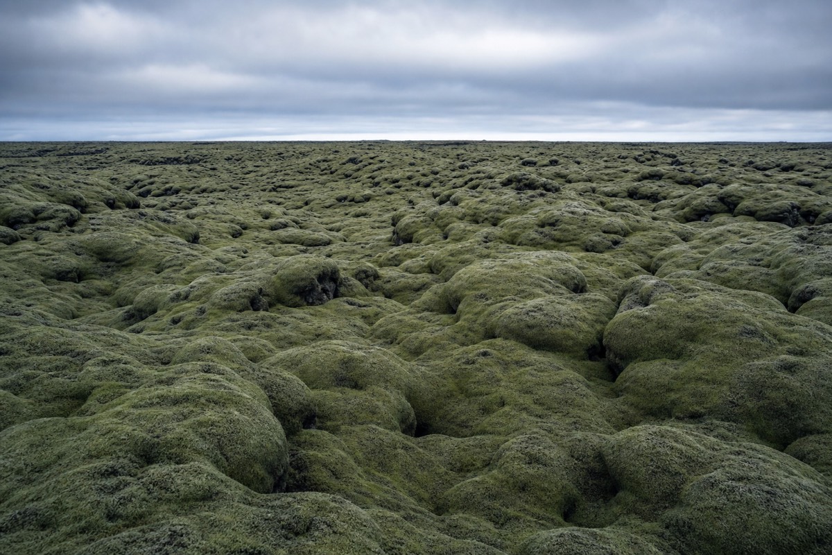 A moss-covered lava field, a typical sight when budgeting the cost of a trip to Iceland