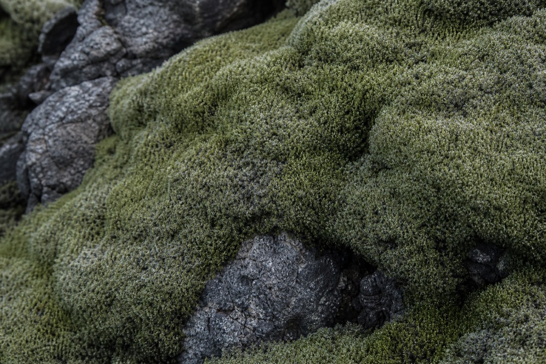 Moss-covered lava field near Arnarstapi on the Snæfellsnes Peninsula